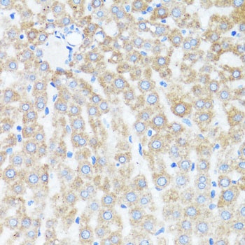 CYCS Antibody