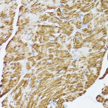 Cytochrome c Antibody