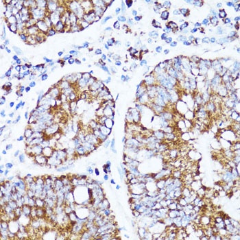 Cytochrome c Antibody