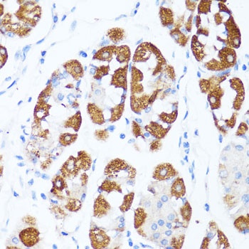 Cytochrome c Antibody