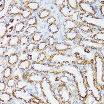 Cytochrome c Antibody