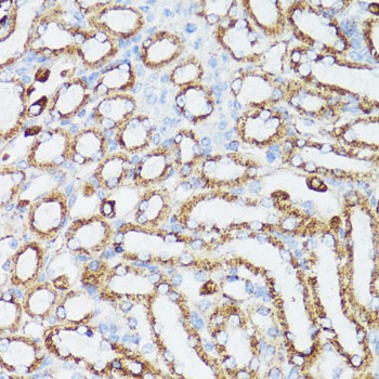 CYCS Antibody