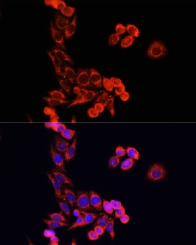 Cytochrome c Antibody