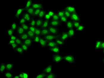 PHF11 Antibody