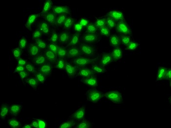 PHF11 Antibody