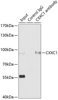 CXXC1 Antibody