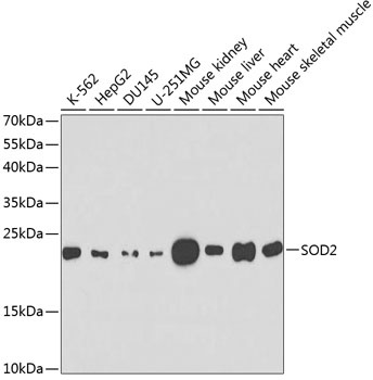 SOD2 Antibody