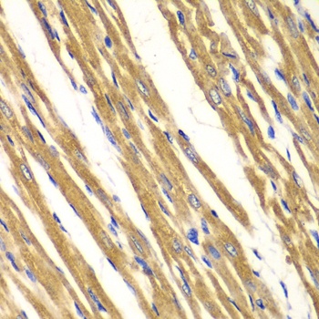 SOD2 Antibody