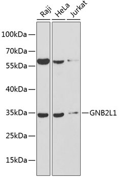 GNB2L1 Antibody