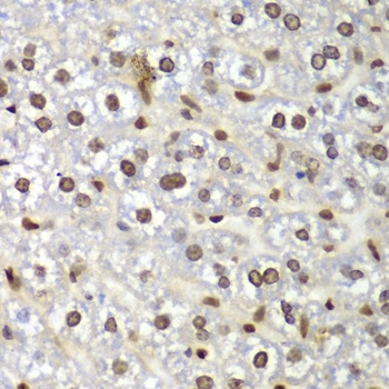 GNB2L1 Antibody