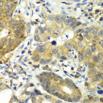DPP3 Antibody