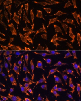 TNFRSF11A Antibody