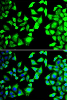 EIF3H Antibody