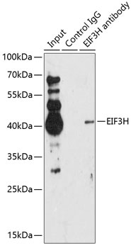 EIF3H Antibody