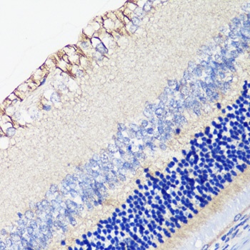 DRD4 Antibody