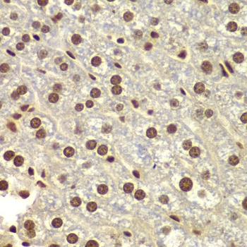 TEAD1 Antibody