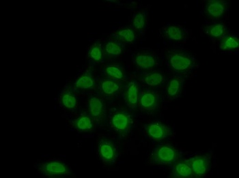 TEAD1 Antibody