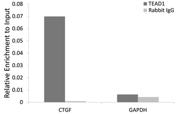 TEAD1 Antibody