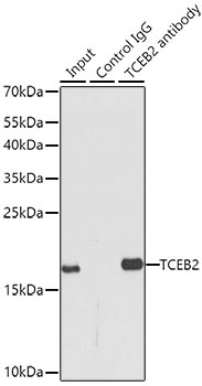 TCEB2 Antibody