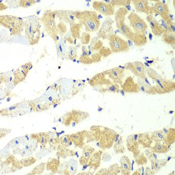 TBXAS1 Antibody