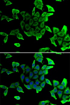 SGCD Antibody