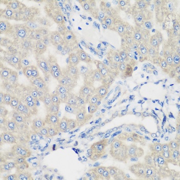 PYCR1 Antibody