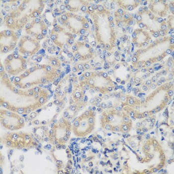 PYCR1 Antibody