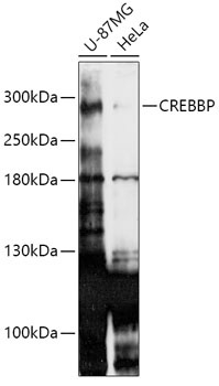 CREBBP Antibody