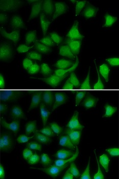 POLR2H Antibody