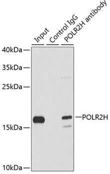 POLR2H Antibody