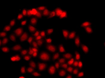 MLF1 Antibody