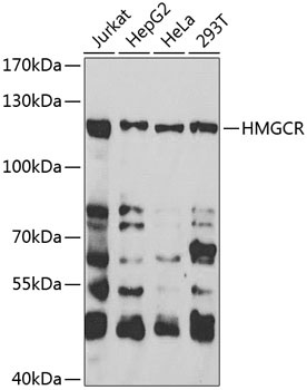 HMGCR Antibody