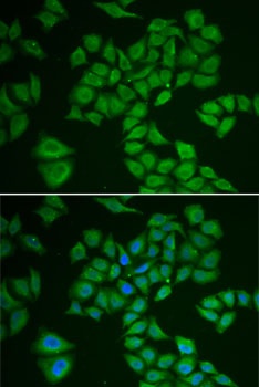 HMGCR Antibody