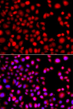 HLX Antibody