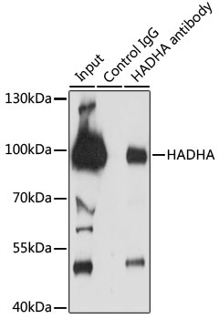 HADHA Antibody