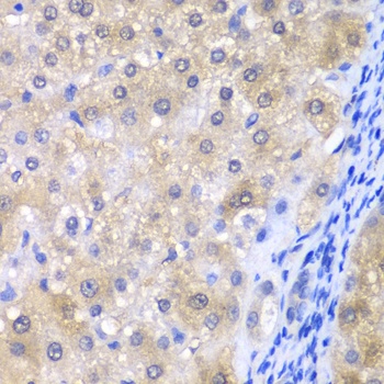 GPX4 Antibody