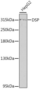DSP Antibody