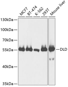 DLD Antibody