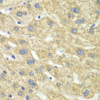 DLD Antibody