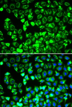 DLD Antibody