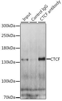 DDX5 Antibody