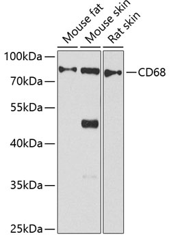 CD68 Antibody