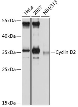 CCND2 Antibody