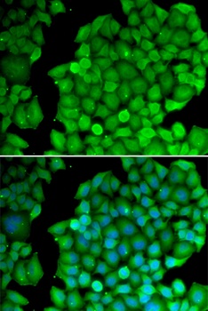 CCND2 Antibody