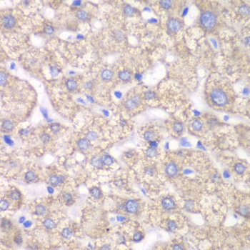 ACAT1 Antibody