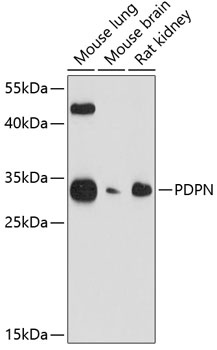 PDPN Antibody