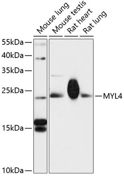 MYL4 Antibody