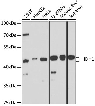 IDH1 Antibody