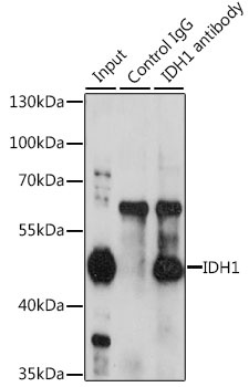 IDH1 Antibody