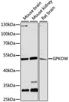 GPKOW Antibody